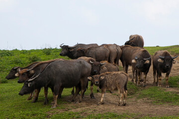 Naklejka na ściany i meble Water buffalos (Philippine carabaos) at Batanes, Philippines