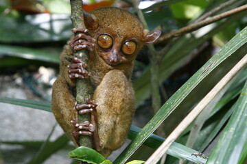 Philippine Tarsier from Bohol, Philippines