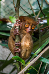 Philippine Tarsier from Bohol, Philippines