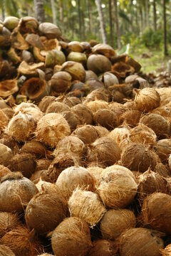 coconut husks for processing at a farm