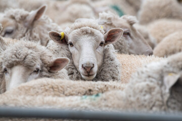 Sheep together in a pen waiting to be shorn.