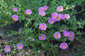 Portulaca oleracea flower are blooming in the garden