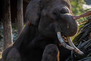 Obraz premium An elephant resting with eyes closed.