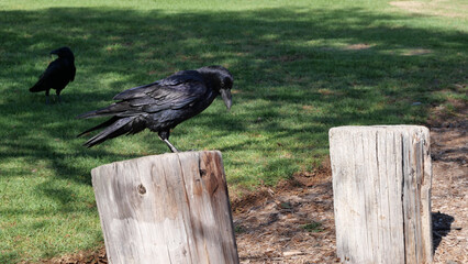 Close-up of a crow in Southern California