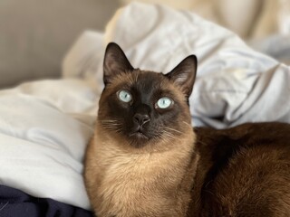 Fototapeta na wymiar portrait of a cat siamese