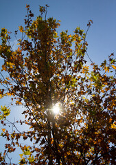 autumn tree in the park