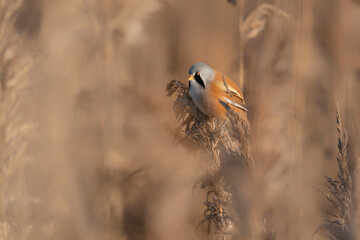 Bearded tit male (Panurus biarmicus) in its habitat, eating reeds. Gelderland in the Netherlands.                          