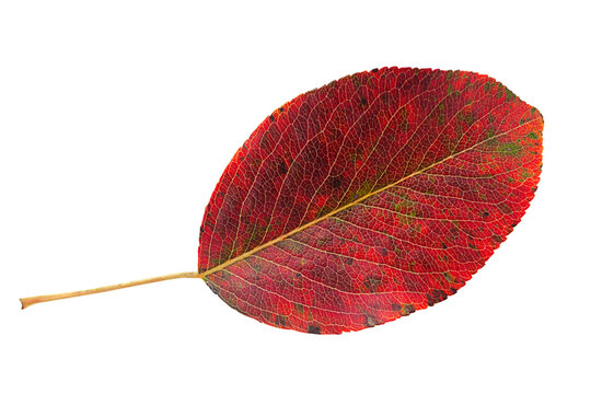 Dry autumn leaf on white