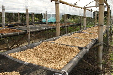 Freshly dried coffee beans ready for processing