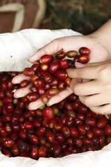 Freshly-picked coffee berry from coffee plants