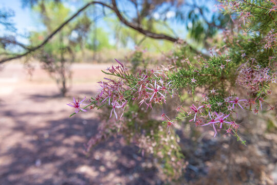 Turkey Bush