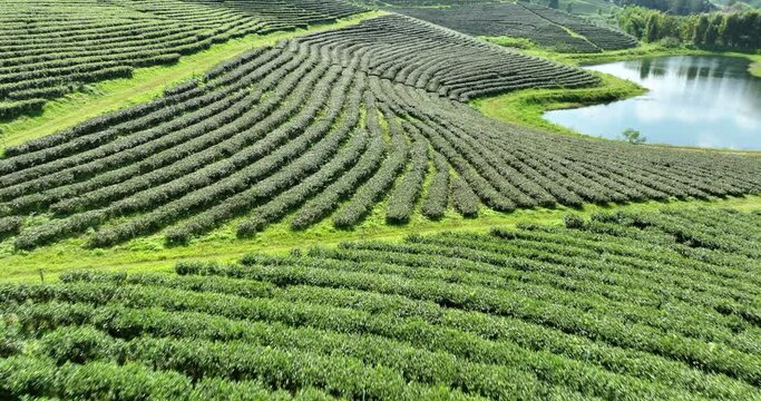green tea plantation terrace camera moving from drone, footage 4k video