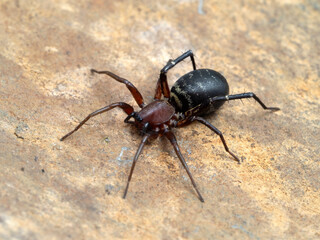 PA9031741 female long-palped ant-mimic sac spider, Castianeira longipalpas, on rock cECP 2022