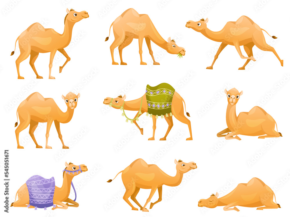 Poster brown camel as even-toed ungulate desert animal in different pose vector set