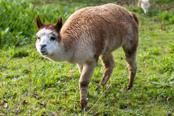 A llama walking on the grass toward the camera in Melbourne, Australia