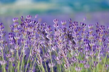 Obraz premium Fresh aroma Lavender herb flowers