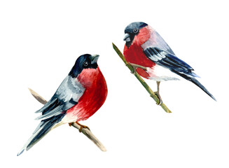 red cardinal on a branch,Two Bullfinches.
