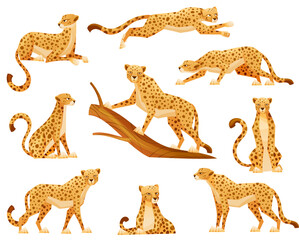 Cheetah as African Large Cat with Long Tail and Black Spots on Coat Vector Set - obrazy, fototapety, plakaty