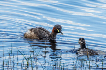Australian Grebe in Western Australia