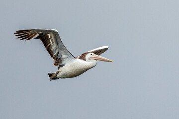 Australian Pelican in Western Australia