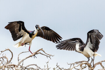 Straw-necked Ibis in Western Australia