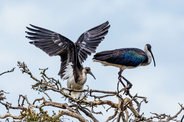 Straw-necked Ibis in Western Australia