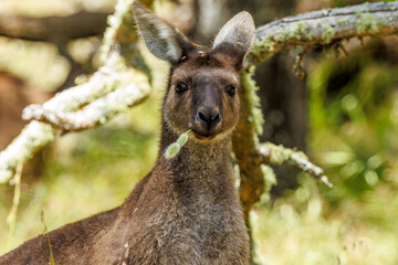 Western Grey Kangaroo in Western Australia