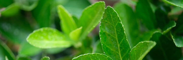 Hand touching green fresh tea leaves closeup