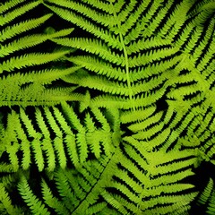 Top View of Fern Leaves 