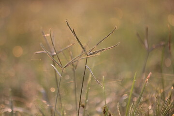 Morning sunshine after rainy night