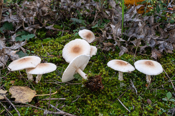 Lepiota cristata. Group of smelly lepiotas among the moss and thistles.