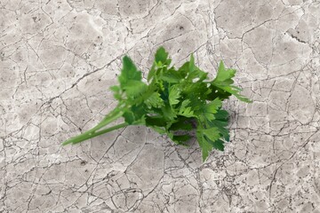 Parsley green fresh bunch on the desk