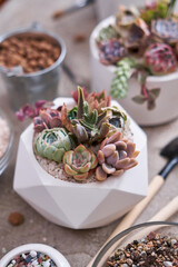 Group of Echeveria and Pachyveria opalina Succulent house plants in a pot on concrete table