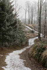 Winding forest path in forest with hoar frost. Hostyn hills. Moravia.