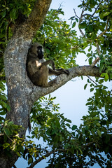Baboon sitting in a tree