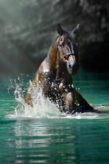 horse shooting in the water