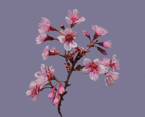Realistic drawing of a close up of branch of Wild Himalayan cherry blossom in springtime