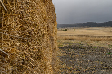 on the left a heap, a great heap, of square bales of straw, the edge, the side, in the background the landscape of the mowed field, a solitary tree, and in the background the mountains, on a sad autum