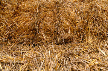 closeup of a square bale of wheat straw facing, pressed and stored. Textures, abstract, dry rural nature.