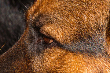 close-up of the eyes of a brown, biege, tan german shepherd dog. who stare straight ahead, to the side of the photo, in a serene, firm, calm way,