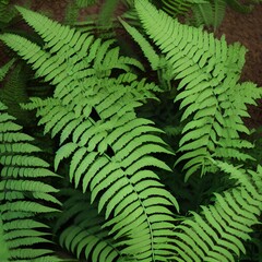 Photo of Fern Plants 