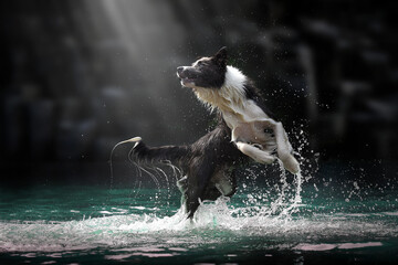 border collie shooting in the water
