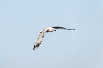 ズグロカモメ幼鳥の飛翔 (Saunders's gull)