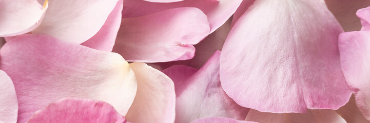 Close up view of petali di rose, floral background, romantic concept