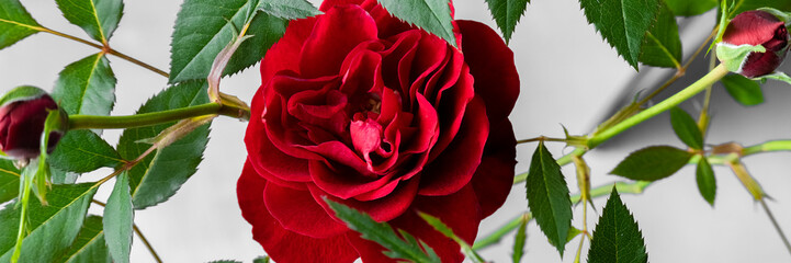 Floral background. Red blossom rose on white background, seamless floral pattern