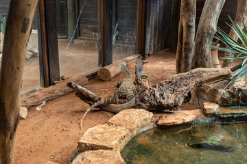 Large  monitor lizard in an aviary in Gan Guru kangaroo park in Kibutz Nir David in the north of...