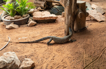 Large  monitor lizard in an aviary in Gan Guru kangaroo park in Kibutz Nir David in the north of...