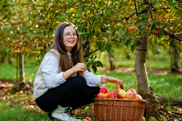 School girl with glasses with basket of red apples in organic orchard. Happy preteen kid child...