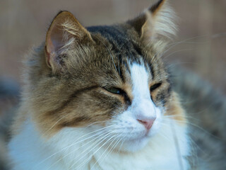 Portrait of a homeless cat against a blurred background. Close-up.