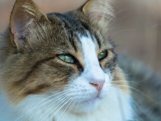 Portrait of a homeless cat against a blurred background. Close-up.